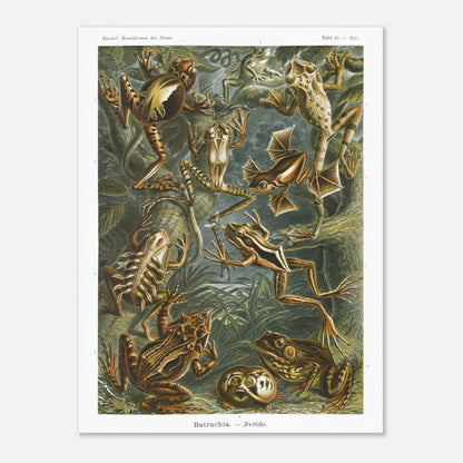 Planche ancienne Grenouilles et T)tards - Ernst Haeckel (60x80 cm). Planche illustrant diverses espèces de grenouilles et leurs têtards, issue des "Kunstformen der Natur" d'Ernst Haeckel, avec des annotations numériques.