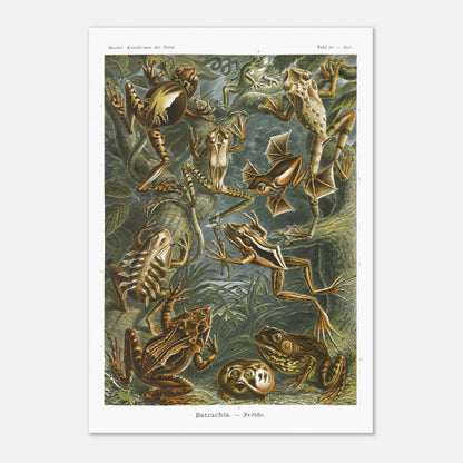 Planche ancienne Grenouilles et T)tards - Ernst Haeckel (70x100 cm). Planche illustrant diverses espèces de grenouilles et leurs têtards, issue des "Kunstformen der Natur" d'Ernst Haeckel, avec des annotations numériques.