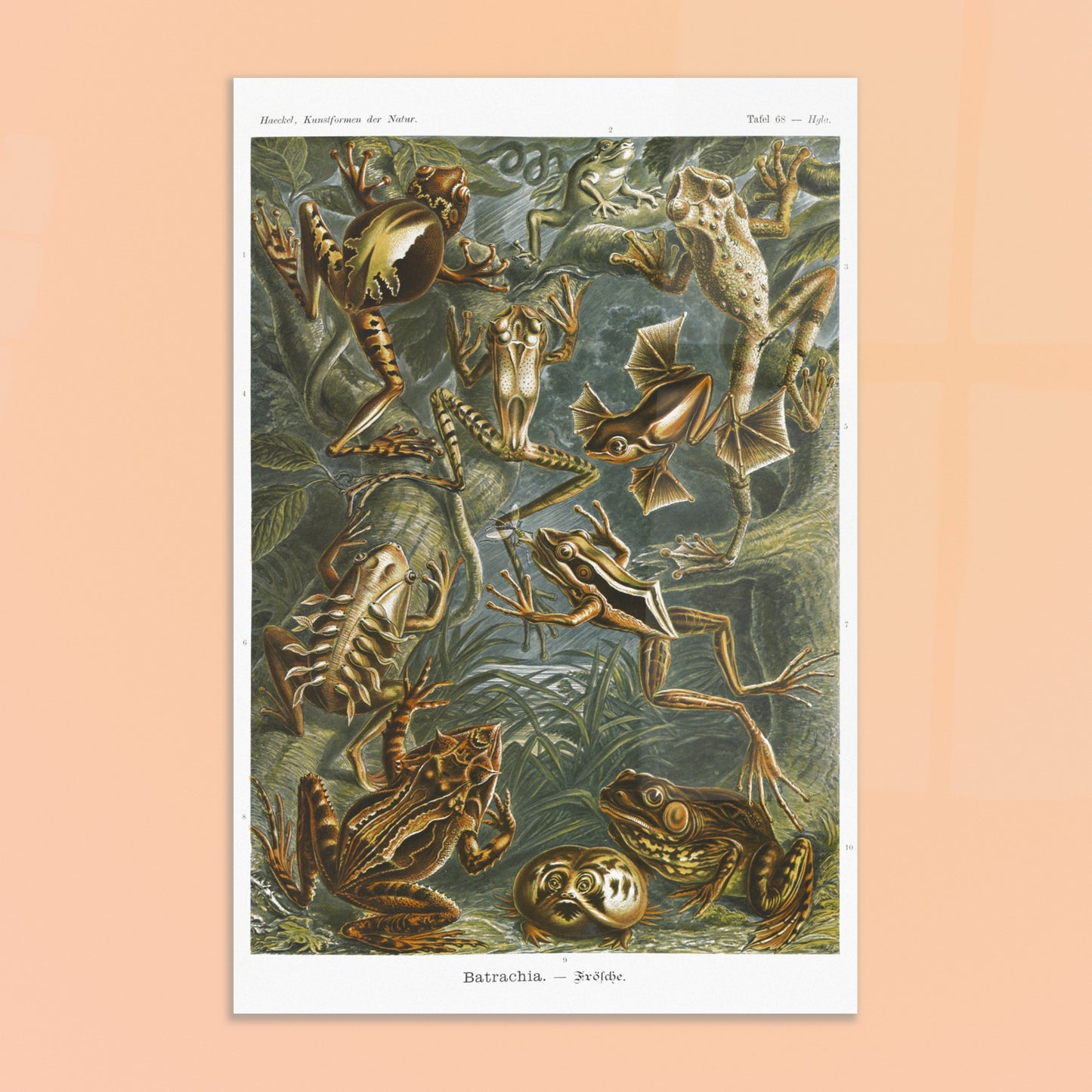 Planche ancienne Grenouilles et T)tards - Ernst Haeckel. Planche illustrant diverses espèces de grenouilles et leurs têtards, issue des "Kunstformen der Natur" d'Ernst Haeckel, avec des annotations numériques. Image d'illustration 8
