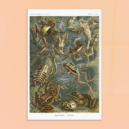 Planche ancienne Grenouilles et T)tards - Ernst Haeckel. Planche illustrant diverses espèces de grenouilles et leurs têtards, issue des "Kunstformen der Natur" d'Ernst Haeckel, avec des annotations numériques. Image d'illustration 8
