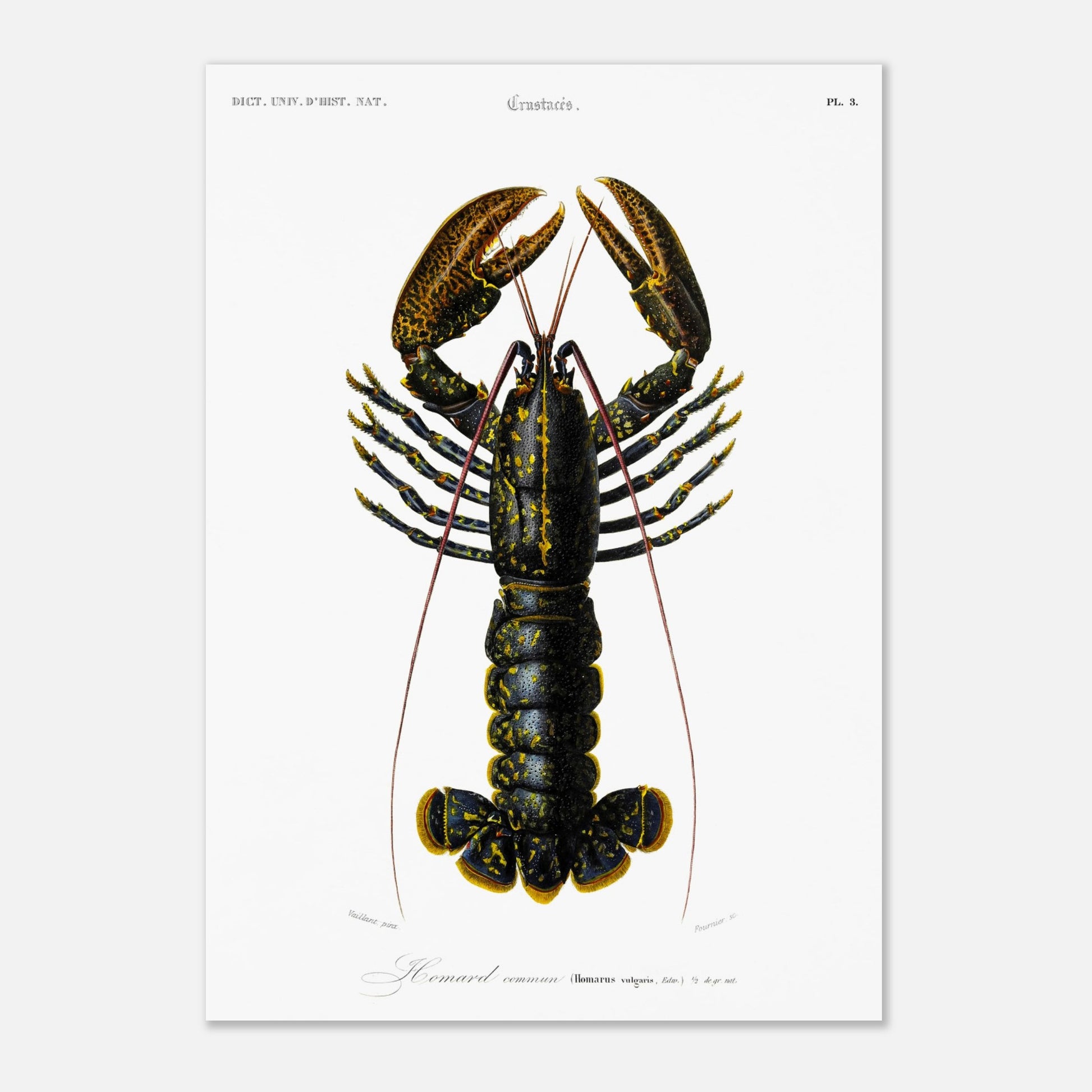 Planche de zoologie marine : Homard commun – Charles d'Orbigny (29,7x42 cm (A3)). Illustration naturaliste d'un homard commun, avec une vue détaillée de sa carapace, ses pinces et ses appendices.