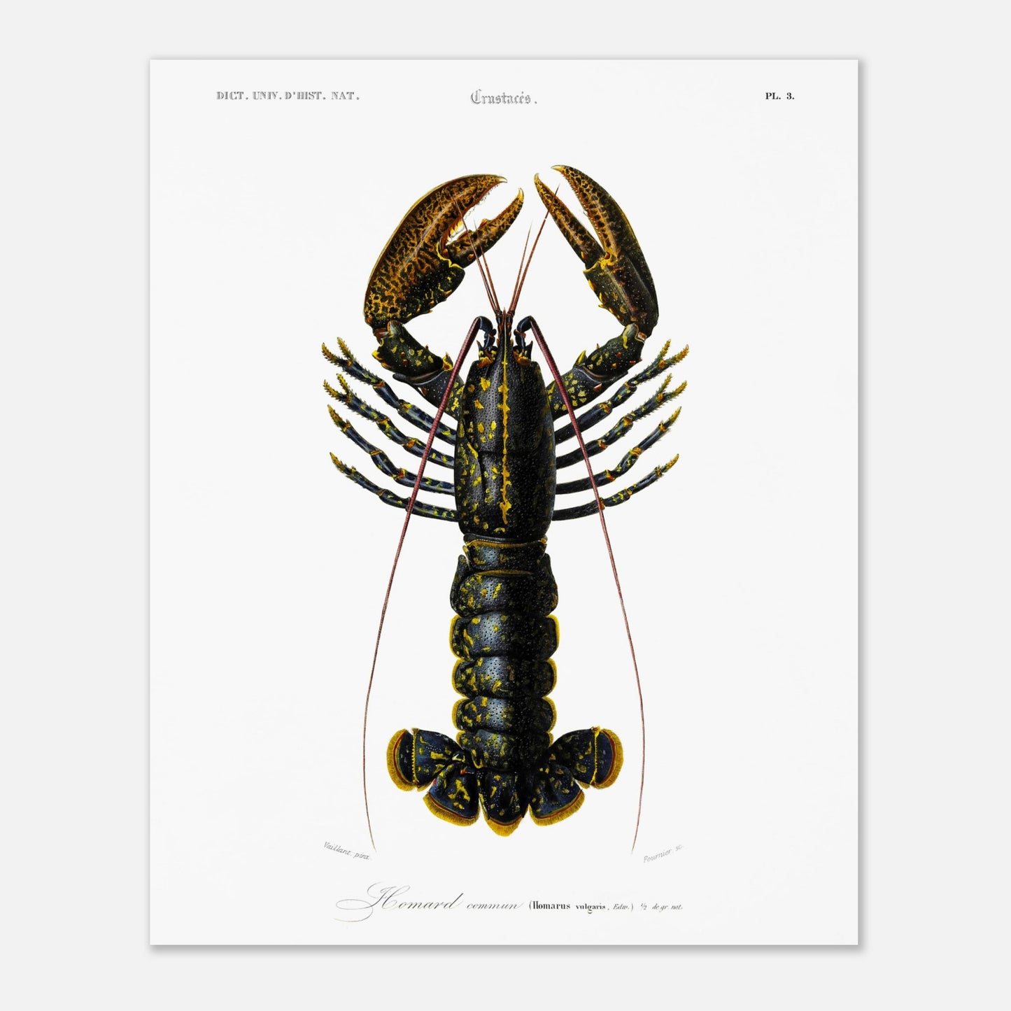 Planche de zoologie marine : Homard commun – Charles d'Orbigny (40x50 cm). Illustration naturaliste d'un homard commun, avec une vue détaillée de sa carapace, ses pinces et ses appendices.
