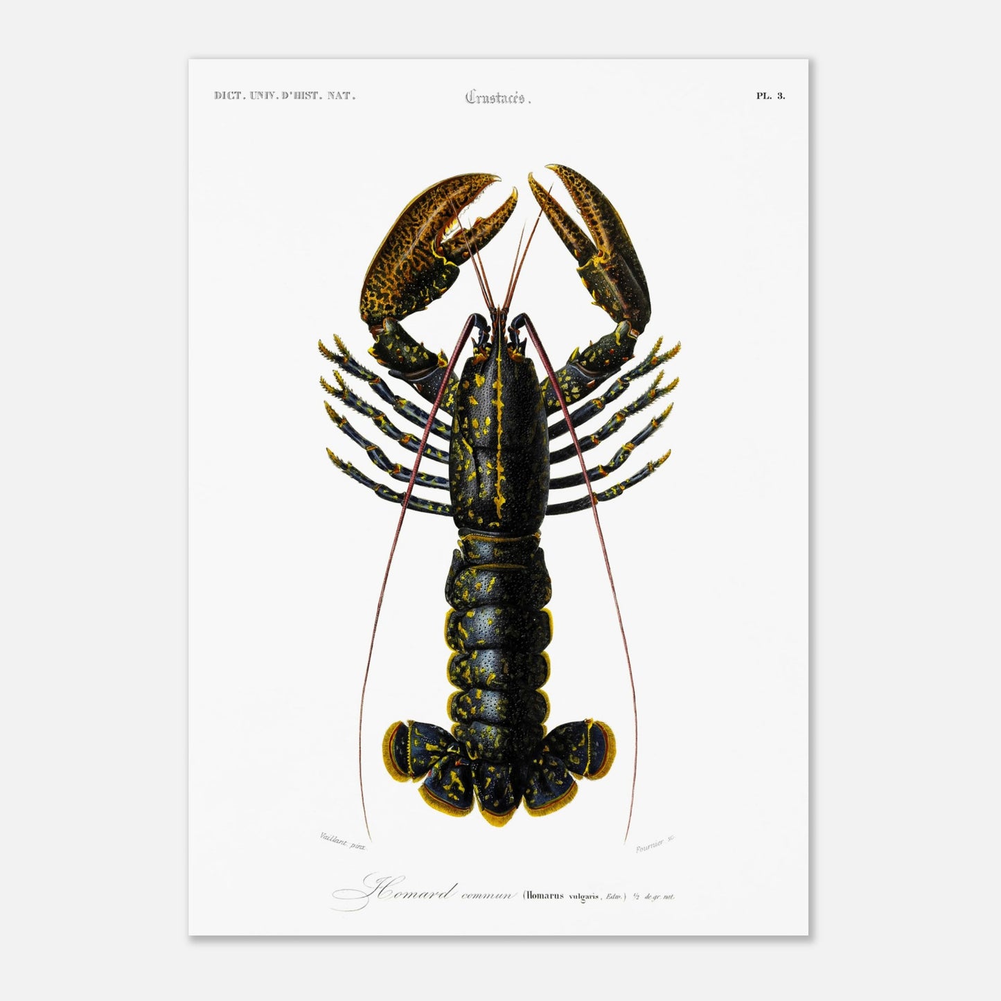Planche de zoologie marine : Homard commun – Charles d'Orbigny (42x59,4 cm (A2)). Illustration naturaliste d'un homard commun, avec une vue détaillée de sa carapace, ses pinces et ses appendices.