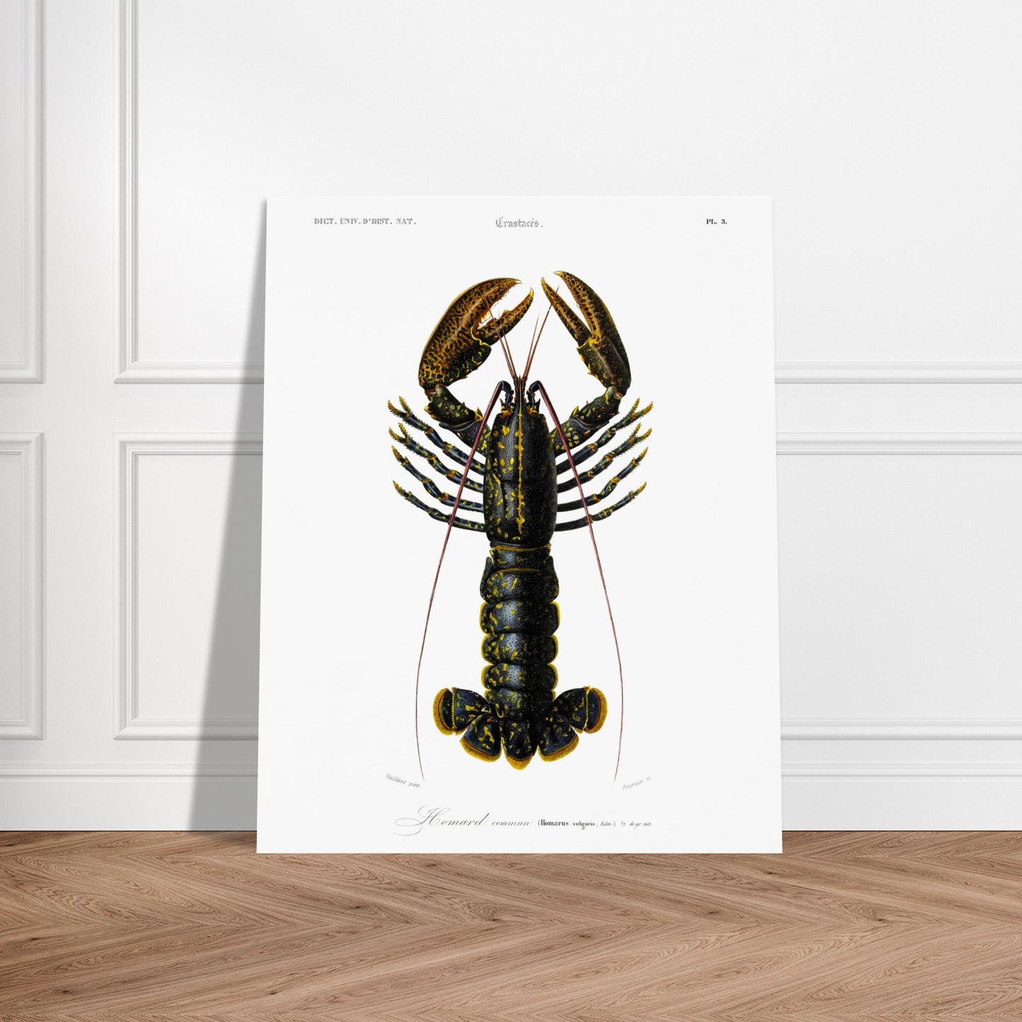 Planche de zoologie marine : Homard commun – Charles d'Orbigny. Illustration naturaliste d'un homard commun, avec une vue détaillée de sa carapace, ses pinces et ses appendices. Image d'illustration 5