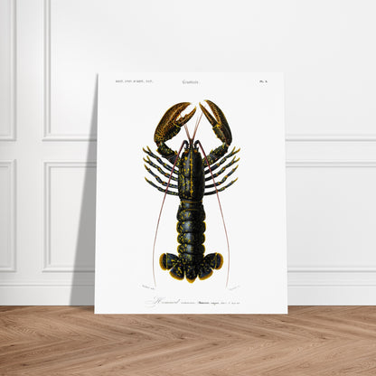 Planche de zoologie marine : Homard commun – Charles d'Orbigny. Illustration naturaliste d'un homard commun, avec une vue détaillée de sa carapace, ses pinces et ses appendices. Image d'illustration 5