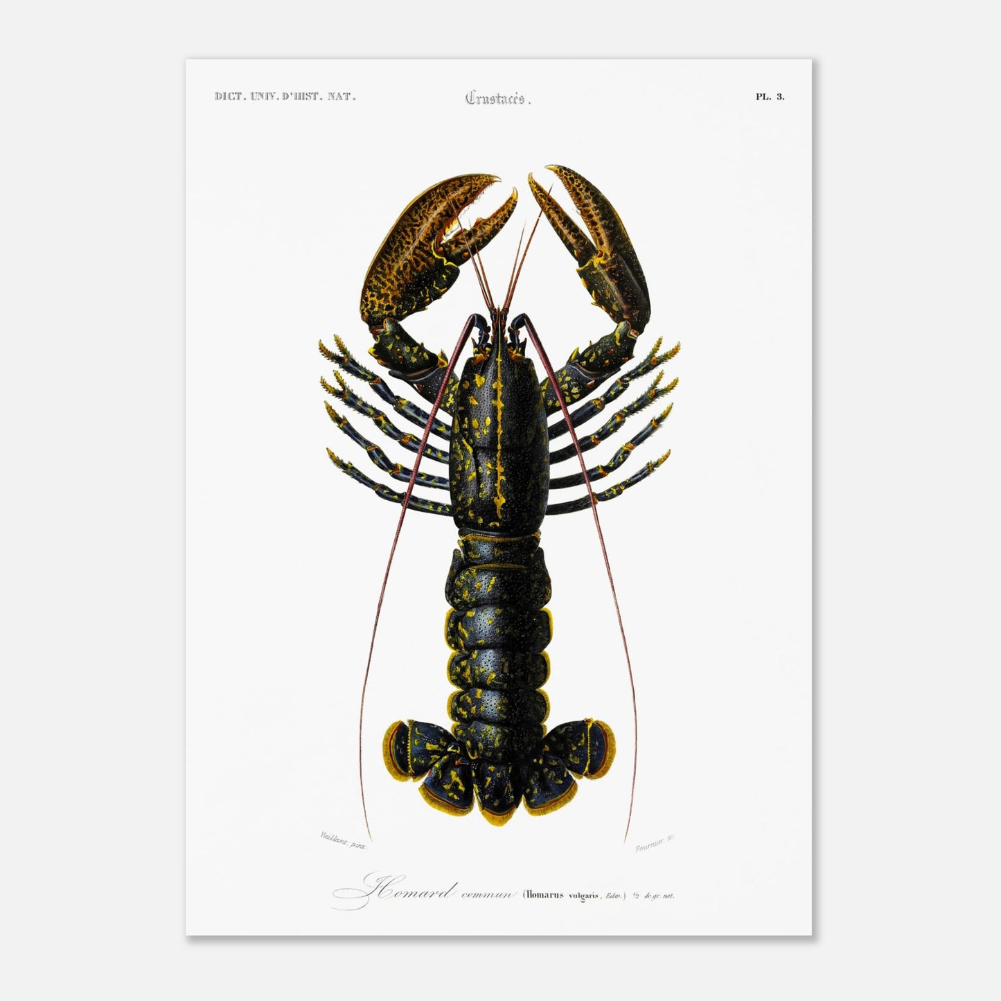 Planche de zoologie marine : Homard commun – Charles d'Orbigny (50x70 cm). Illustration naturaliste d'un homard commun, avec une vue détaillée de sa carapace, ses pinces et ses appendices.