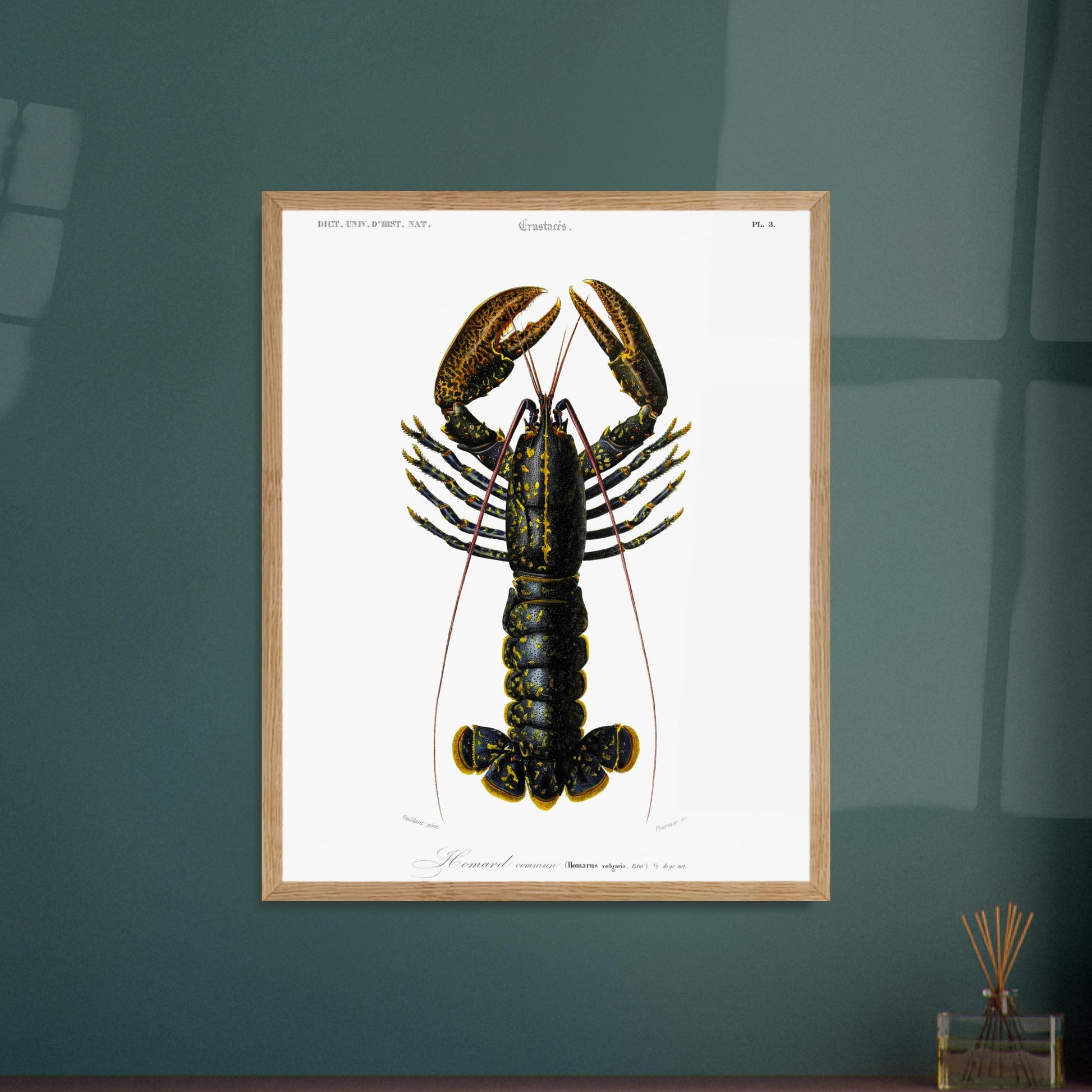 Planche de zoologie marine : Homard commun – Charles d'Orbigny. Illustration naturaliste d'un homard commun, avec une vue détaillée de sa carapace, ses pinces et ses appendices. Image d'illustration 6