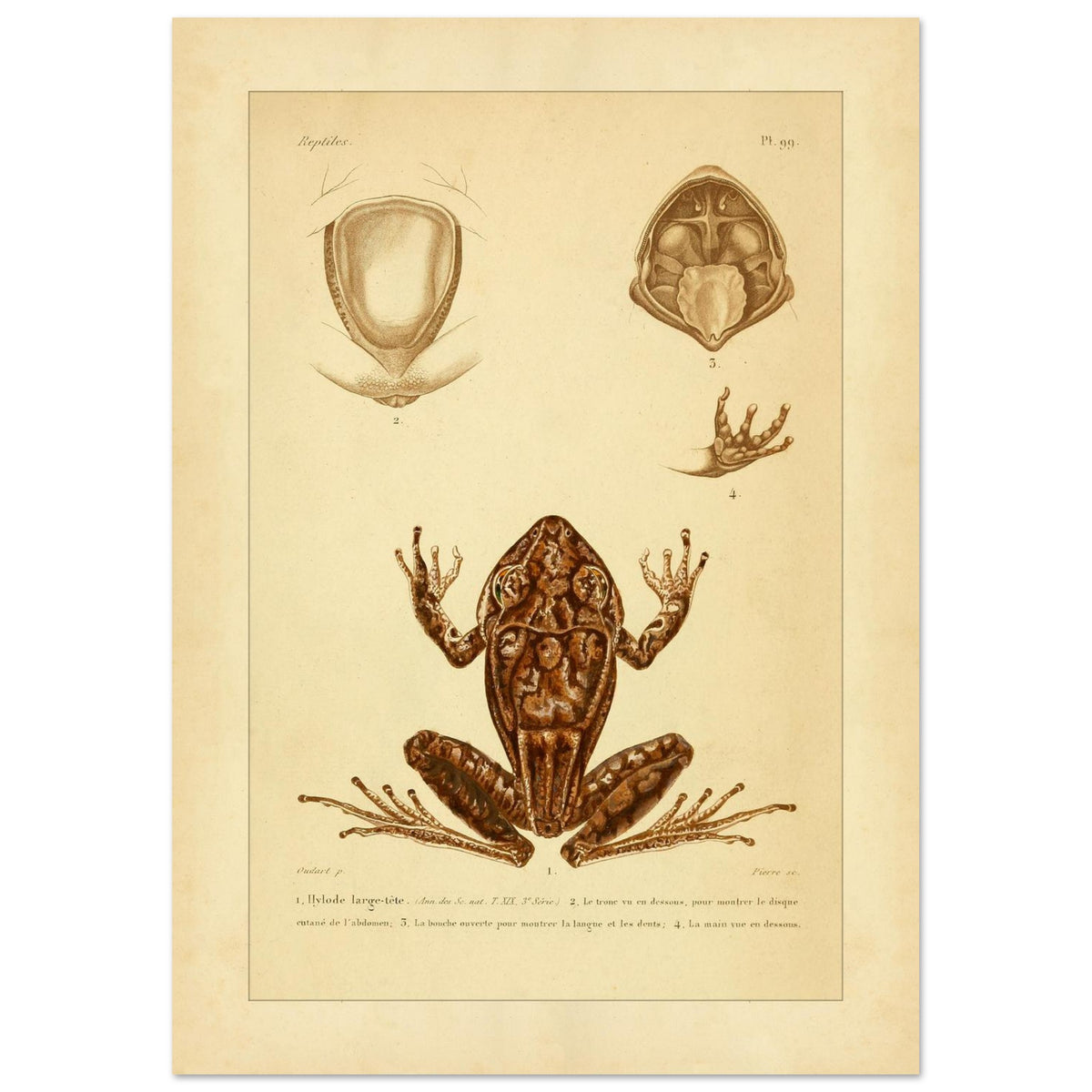 Antike naturkundliche Tafel: Der Breitkopf-Hylodes (21x29,7 cm (A4)). Alte naturkundliche Tafel mit dem Breitkopf-Hyloden und anatomischen Details von Rumpf, Maul und Hand.