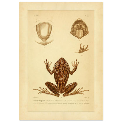 Antike naturkundliche Tafel: Der Breitkopf-Hylodes (21x29,7 cm (A4)). Alte naturkundliche Tafel mit dem Breitkopf-Hyloden und anatomischen Details von Rumpf, Maul und Hand.