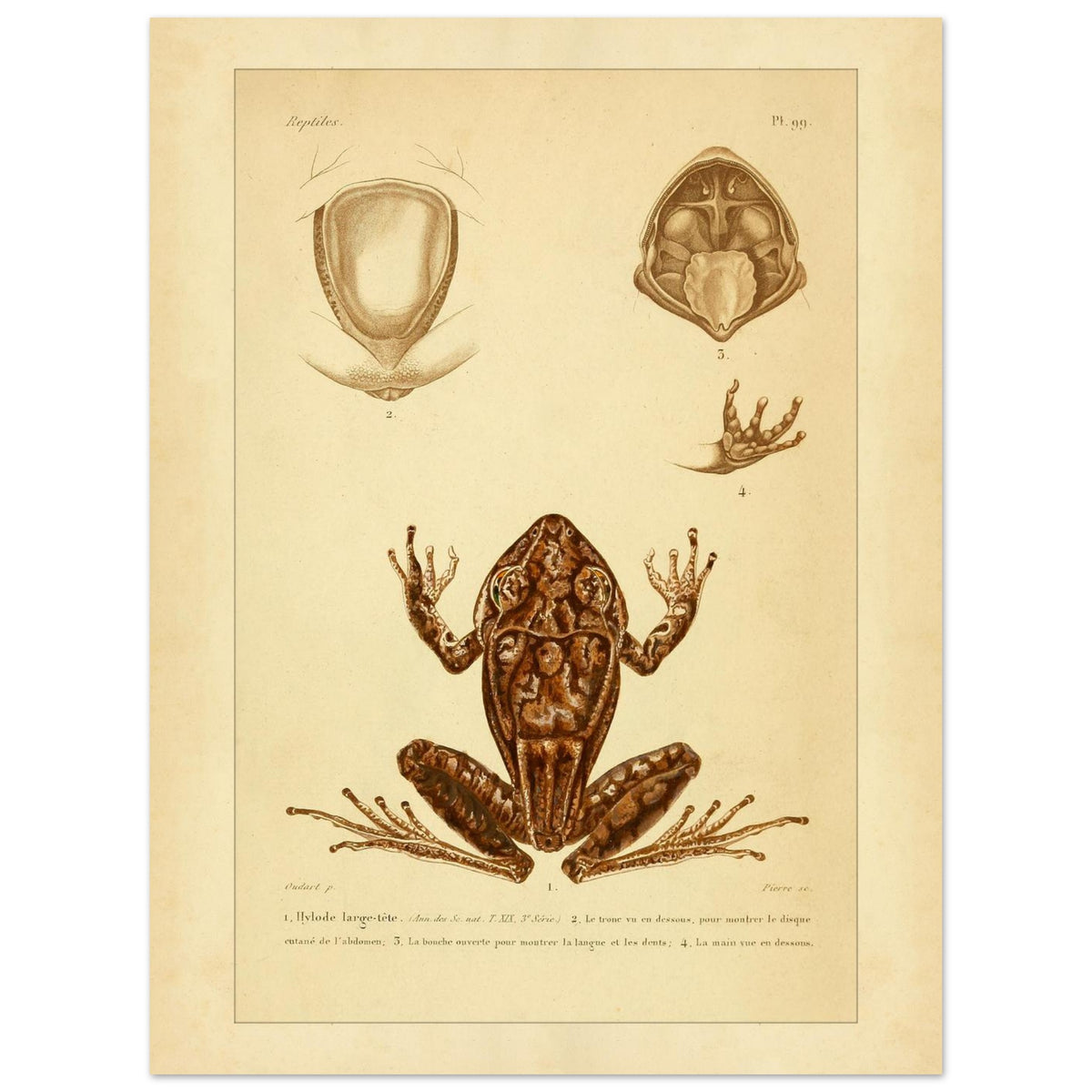 Ancient naturalist plate: the broad-headed hylodes (30x40 cm). Ancient naturalist plate featuring the broad-headed hylodes and anatomical details of its trunk, mouth, and hand.