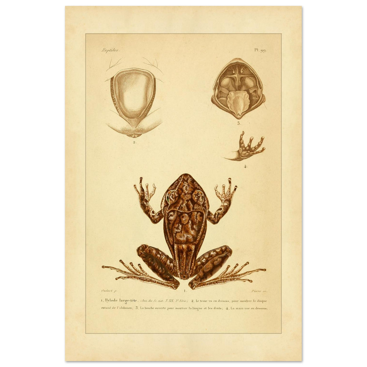 Ancient naturalist plate: the broad-headed hylodes (40x60 cm). Ancient naturalist plate featuring the broad-headed hylodes and anatomical details of its trunk, mouth, and hand.