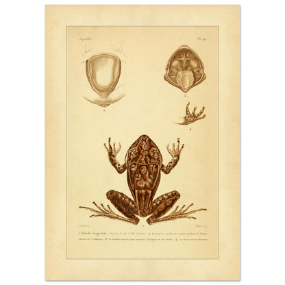 Antike naturkundliche Tafel: Der Breitkopf-Hylodes (42x59,4 cm (A2)). Alte naturkundliche Tafel mit dem Breitkopf-Hyloden und anatomischen Details von Rumpf, Maul und Hand.