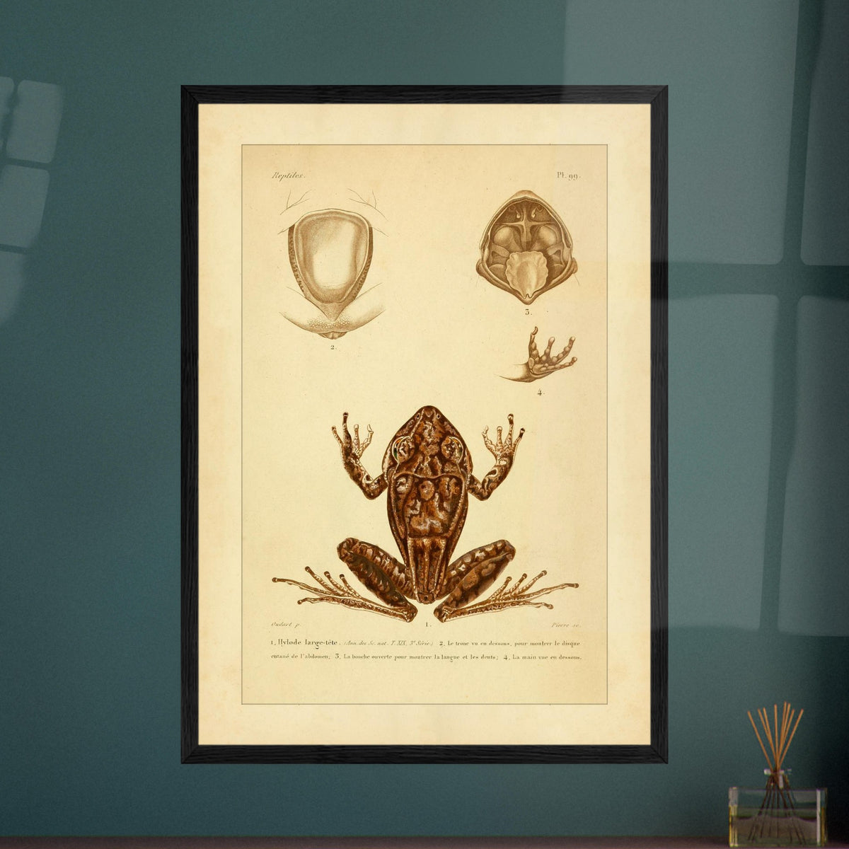 Antike naturkundliche Tafel: Der Breitkopf-Hylodes. Alte naturkundliche Tafel mit dem Breitkopf-Hyloden und anatomischen Details von Rumpf, Maul und Hand.