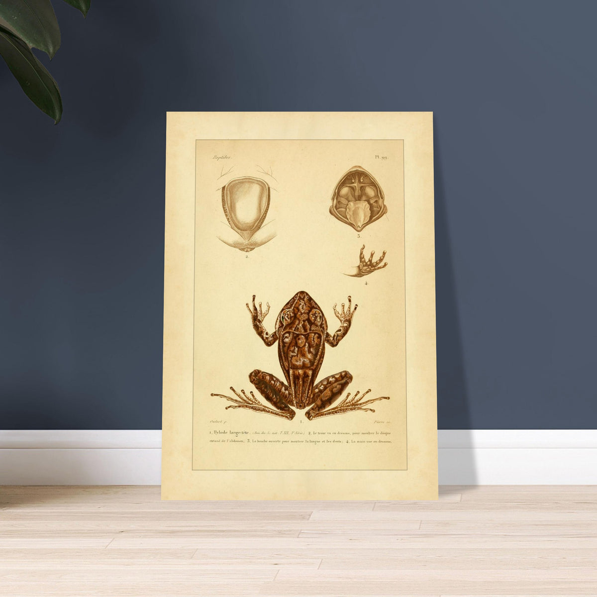 Antike naturkundliche Tafel: Der Breitkopf-Hylodes. Alte naturkundliche Tafel mit dem Breitkopf-Hyloden und anatomischen Details von Rumpf, Maul und Hand.
