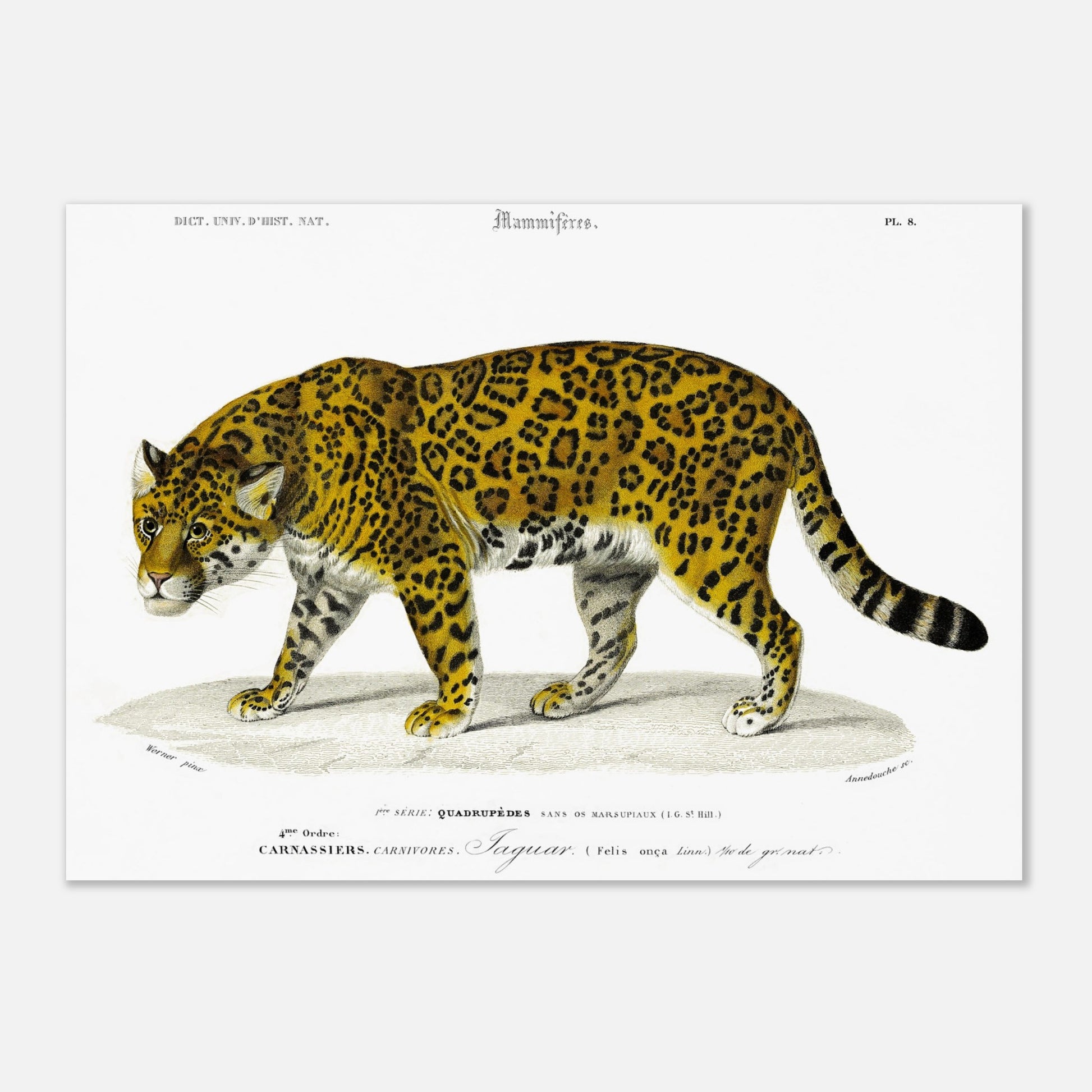 Planche ancienne de jaguar, reproduction du Dictionnaire d'Orbigny (29,7x42 cm (A3)). Planche gravée du XIXe siècle représentant un jaguar, un grand félin tacheté, dans un environnement naturel.