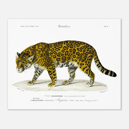 Planche ancienne de jaguar, reproduction du Dictionnaire d'Orbigny (40x50 cm). Planche gravée du XIXe siècle représentant un jaguar, un grand félin tacheté, dans un environnement naturel.