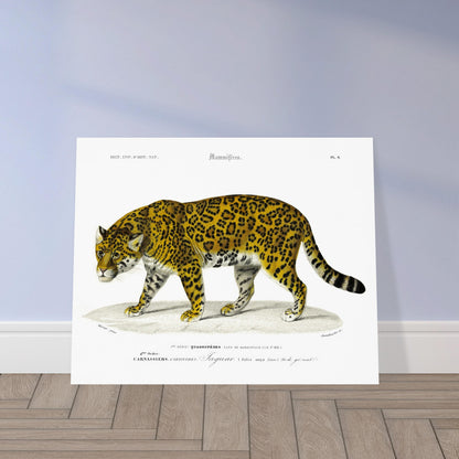 Planche ancienne de jaguar, reproduction du Dictionnaire d'Orbigny. Planche gravée du XIXe siècle représentant un jaguar, un grand félin tacheté, dans un environnement naturel. Image d'illustration 5