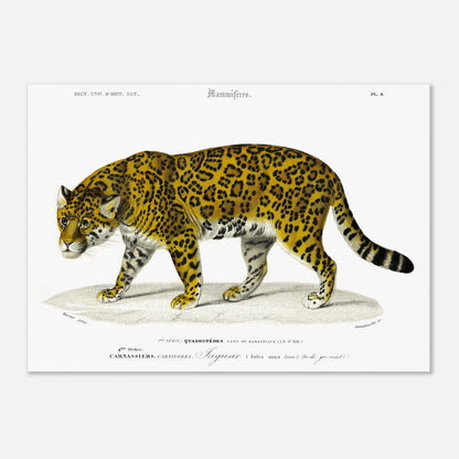 Planche ancienne de jaguar, reproduction du Dictionnaire d'Orbigny (50x70 cm). Planche gravée du XIXe siècle représentant un jaguar, un grand félin tacheté, dans un environnement naturel.