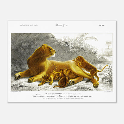 Planche ancienne Lionne avec ses lionceaux - Charles d'Orbigny (30x40 cm). Planche naturaliste montrant une lionne allongée avec ses lionceaux jouant autour d'elle, dans un paysage rocheux avec des palmiers et une végétation tropicale.