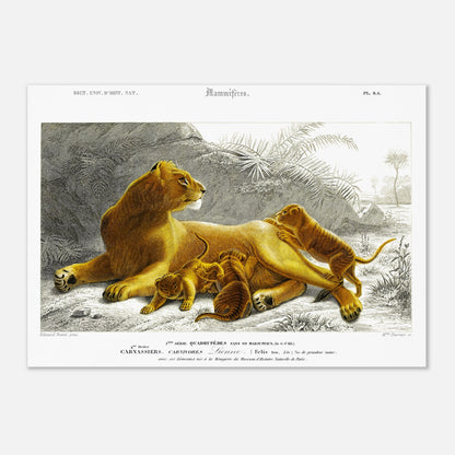 Planche ancienne Lionne avec ses lionceaux - Charles d'Orbigny (42x59,4 cm (A2)). Planche naturaliste montrant une lionne allongée avec ses lionceaux jouant autour d'elle, dans un paysage rocheux avec des palmiers et une végétation tropicale.
