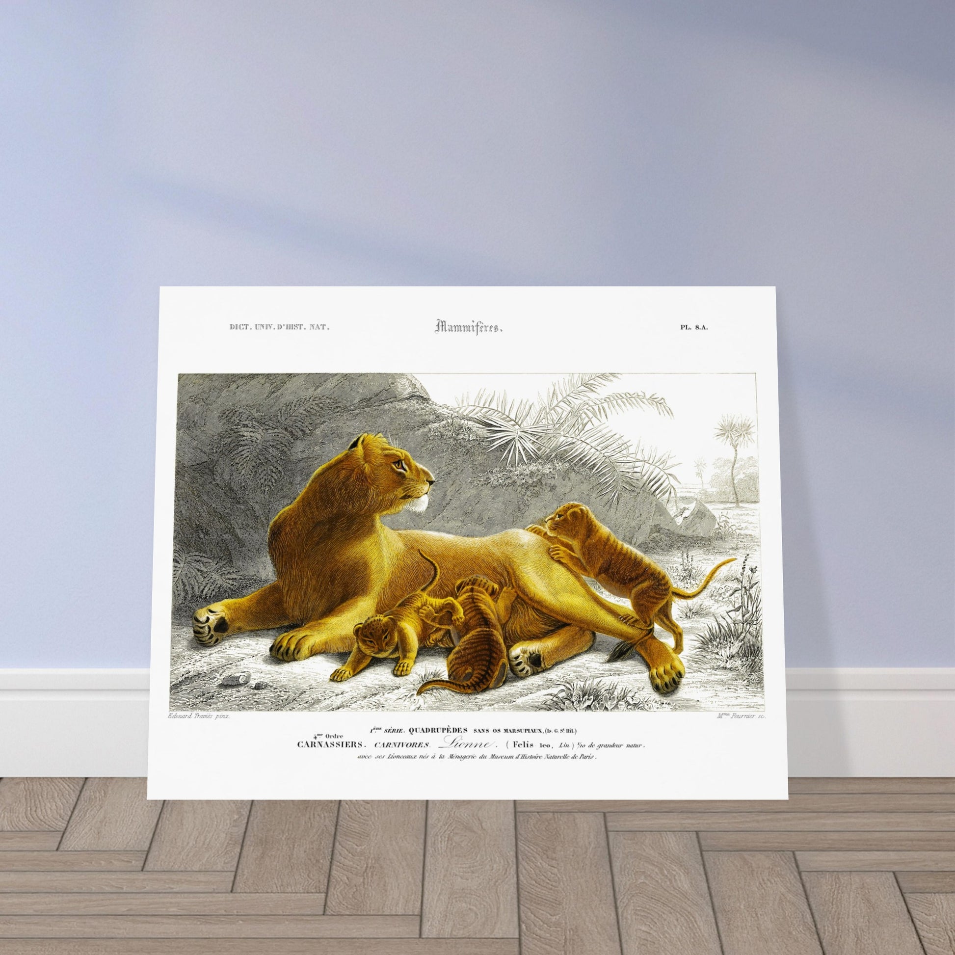 Planche ancienne Lionne avec ses lionceaux - Charles d'Orbigny. Planche naturaliste montrant une lionne allongée avec ses lionceaux jouant autour d'elle, dans un paysage rocheux avec des palmiers et une végétation tropicale. Image d'illustration 5