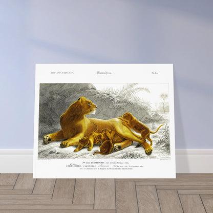 Planche ancienne Lionne avec ses lionceaux - Charles d'Orbigny. Planche naturaliste montrant une lionne allongée avec ses lionceaux jouant autour d'elle, dans un paysage rocheux avec des palmiers et une végétation tropicale. Image d'illustration 5