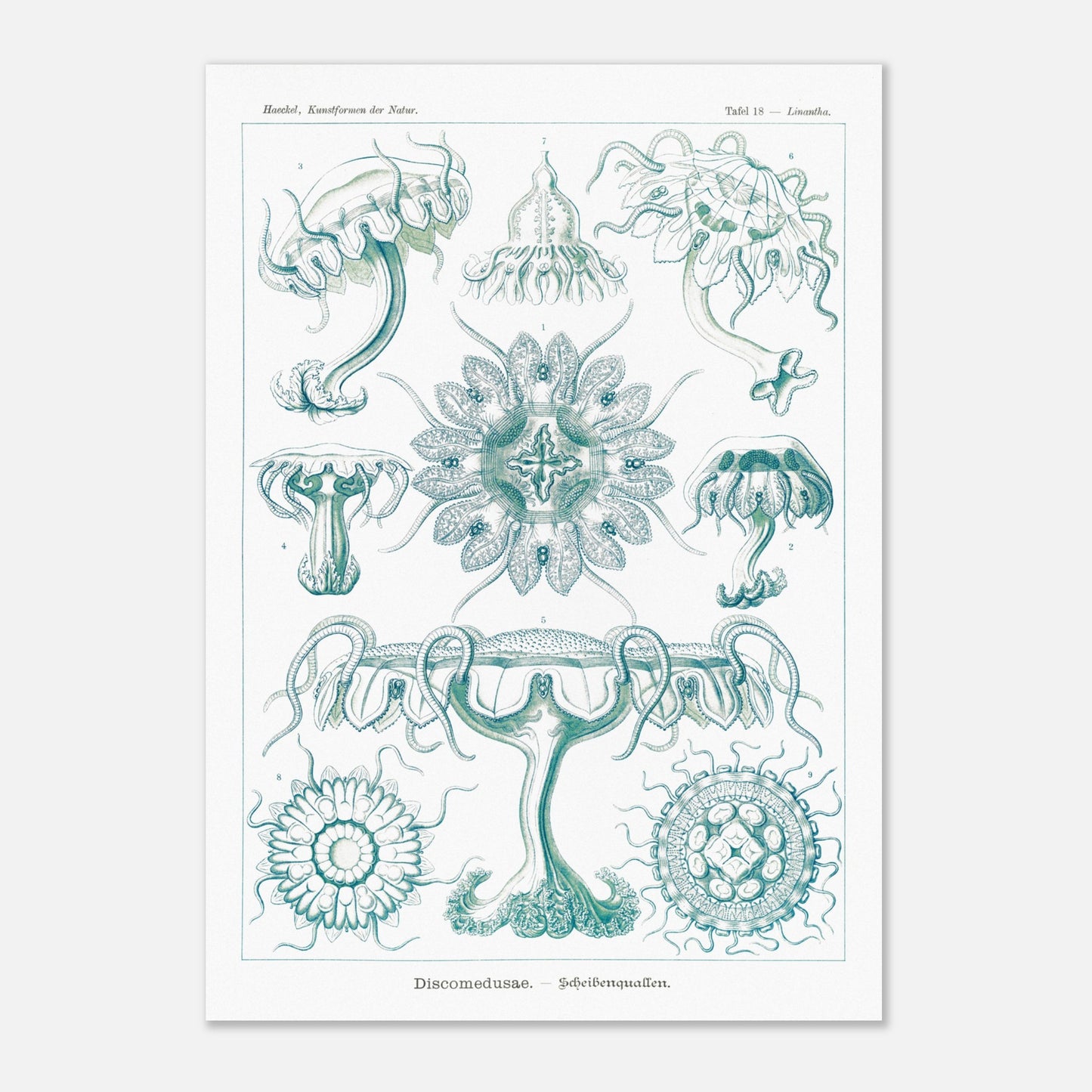 Planche ancienne M)duses Disques (Discomedusae) - Ernst Haeckel (29,7x42 cm (A3)). Planche scientifique d'Ernst Haeckel de "Kunstformen der Natur" représentant diverses méduses disques (Discomedusae) en teintes de bleu-vert.