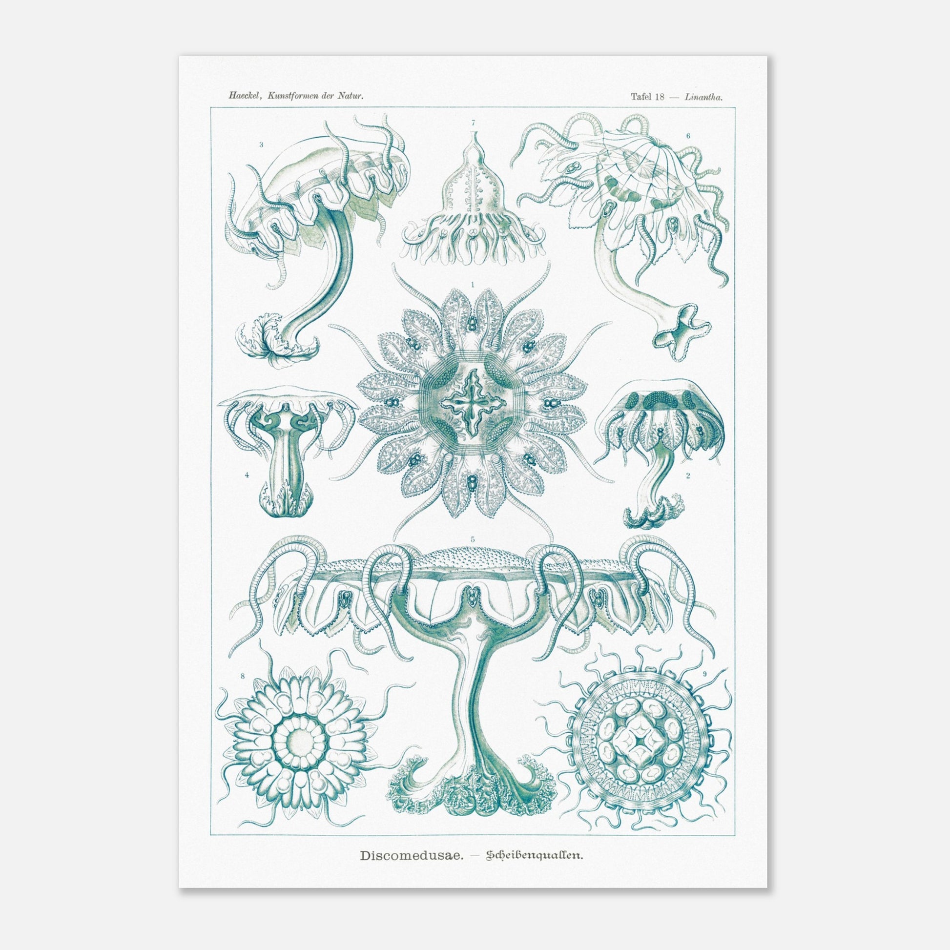 Planche ancienne M)duses Disques (Discomedusae) - Ernst Haeckel (29,7x42 cm (A3)). Planche scientifique d'Ernst Haeckel de "Kunstformen der Natur" représentant diverses méduses disques (Discomedusae) en teintes de bleu-vert.