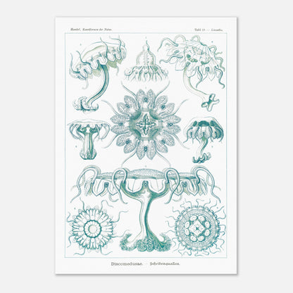 Planche ancienne M)duses Disques (Discomedusae) - Ernst Haeckel (29,7x42 cm (A3)). Planche scientifique d'Ernst Haeckel de "Kunstformen der Natur" représentant diverses méduses disques (Discomedusae) en teintes de bleu-vert.