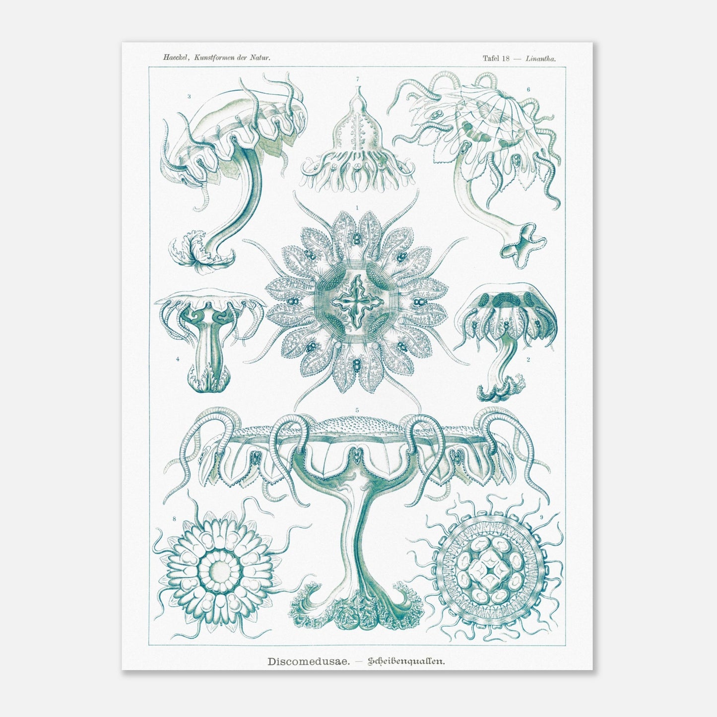 Planche ancienne M)duses Disques (Discomedusae) - Ernst Haeckel (30x40 cm). Planche scientifique d'Ernst Haeckel de "Kunstformen der Natur" représentant diverses méduses disques (Discomedusae) en teintes de bleu-vert.