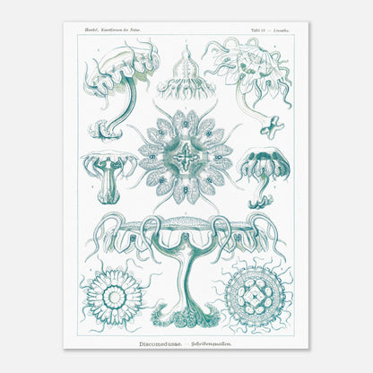 Planche ancienne M)duses Disques (Discomedusae) - Ernst Haeckel (30x40 cm). Planche scientifique d'Ernst Haeckel de "Kunstformen der Natur" représentant diverses méduses disques (Discomedusae) en teintes de bleu-vert.