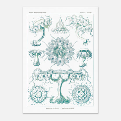 Planche ancienne M)duses Disques (Discomedusae) - Ernst Haeckel (42x59,4 cm (A2)). Planche scientifique d'Ernst Haeckel de "Kunstformen der Natur" représentant diverses méduses disques (Discomedusae) en teintes de bleu-vert.