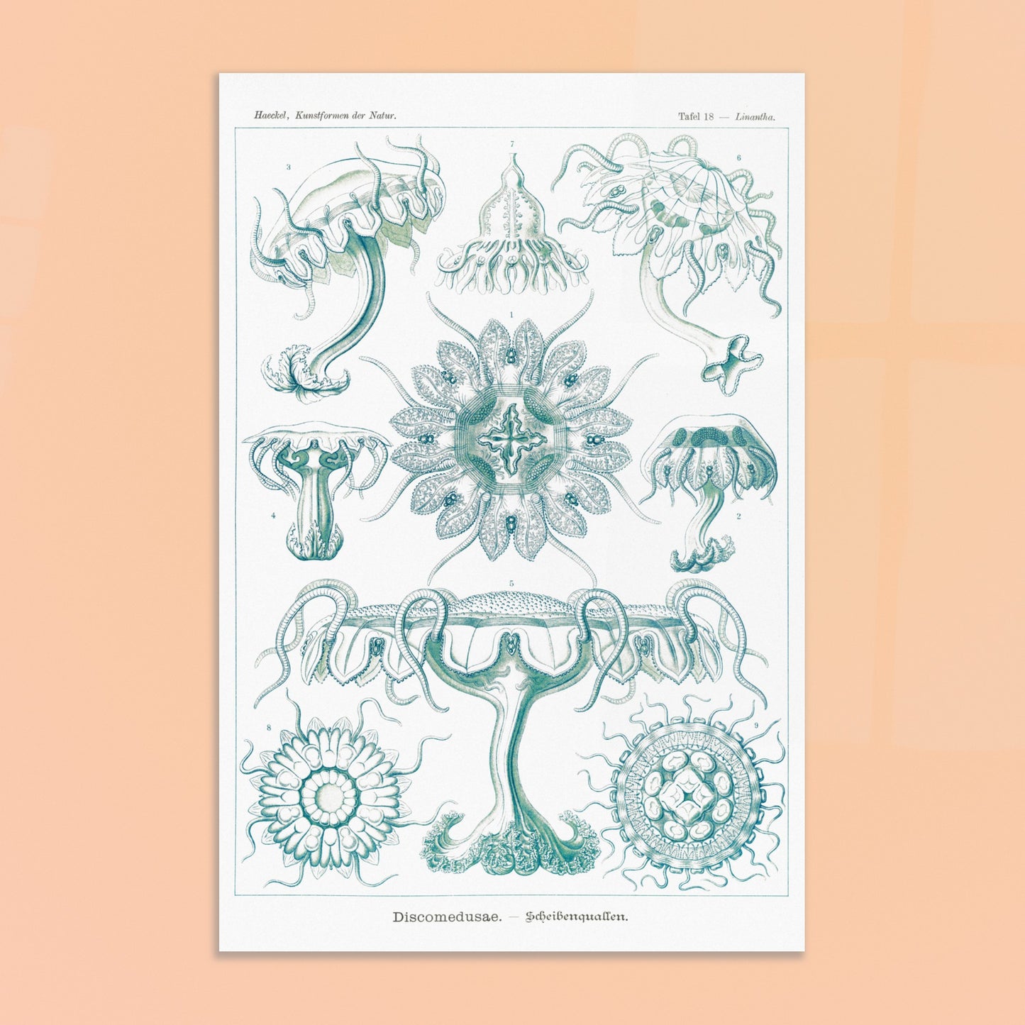 Planche ancienne M)duses Disques (Discomedusae) - Ernst Haeckel. Planche scientifique d'Ernst Haeckel de "Kunstformen der Natur" représentant diverses méduses disques (Discomedusae) en teintes de bleu-vert. Image d'illustration 8