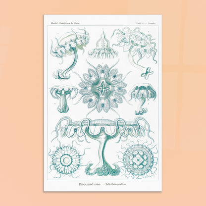 Planche ancienne M)duses Disques (Discomedusae) - Ernst Haeckel. Planche scientifique d'Ernst Haeckel de "Kunstformen der Natur" représentant diverses méduses disques (Discomedusae) en teintes de bleu-vert. Image d'illustration 8