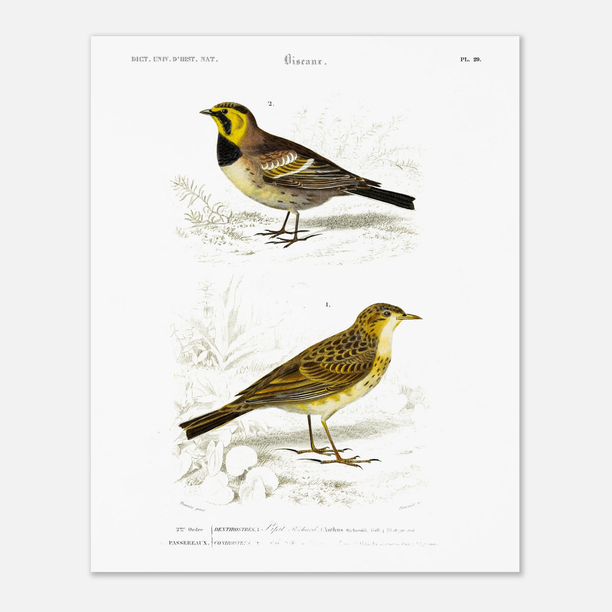 Planche ornithologique ancienne : Pipit Richard – Charles d'Orbigny (40x50 cm). Planche scientifique du Dictionnaire Universel d'Histoire Naturelle de Charles d'Orbigny, représentant deux oiseaux : le Pipit Richard et un autre oiseau non identifié.