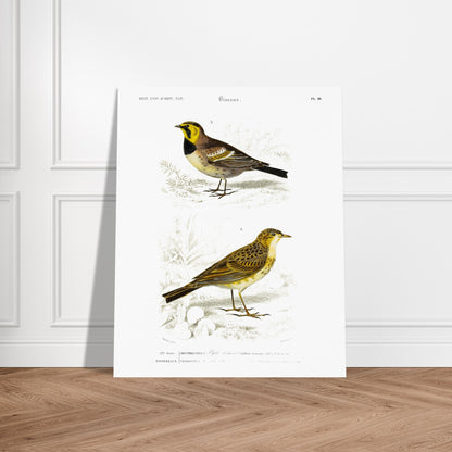 Planche ornithologique ancienne : Pipit Richard – Charles d'Orbigny. Planche scientifique du Dictionnaire Universel d'Histoire Naturelle de Charles d'Orbigny, représentant deux oiseaux : le Pipit Richard et un autre oiseau non identifié. Image d'illustration 5