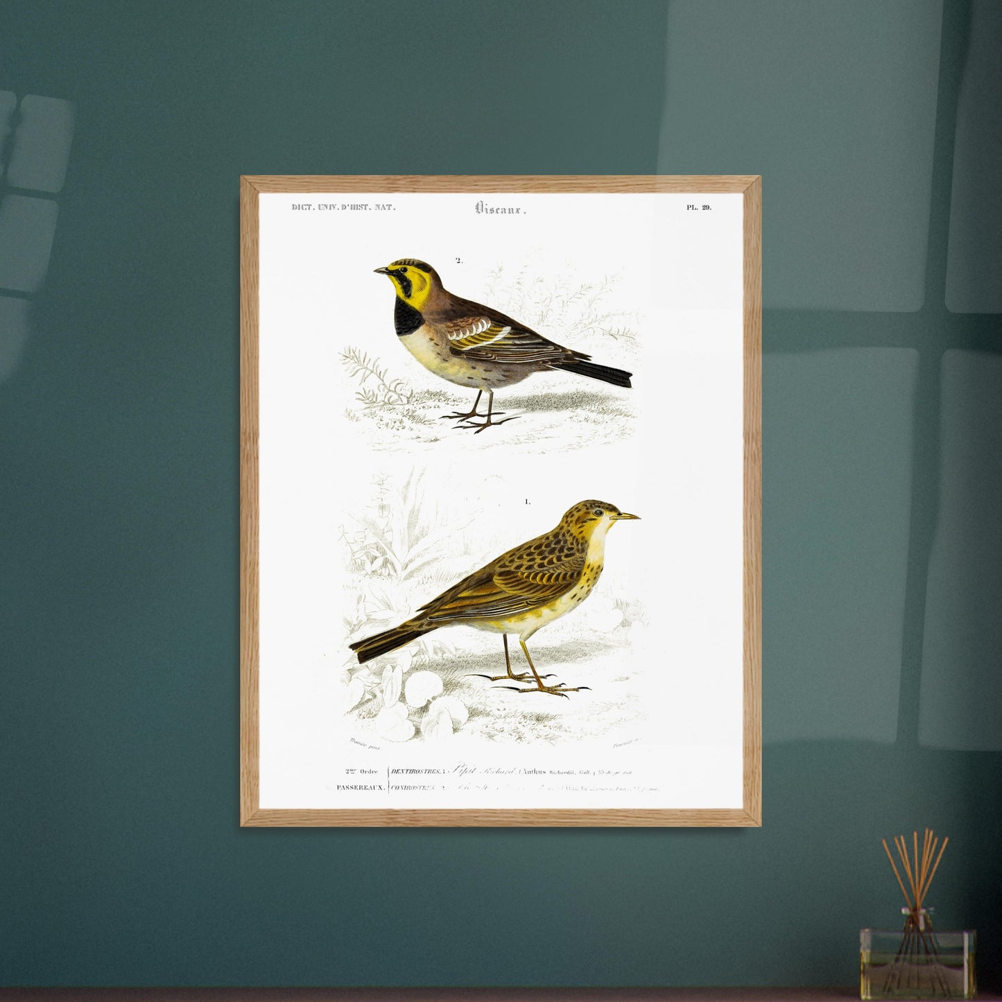 Planche ornithologique ancienne : Pipit Richard – Charles d'Orbigny. Planche scientifique du Dictionnaire Universel d'Histoire Naturelle de Charles d'Orbigny, représentant deux oiseaux : le Pipit Richard et un autre oiseau non identifié. Image d'illustration 6