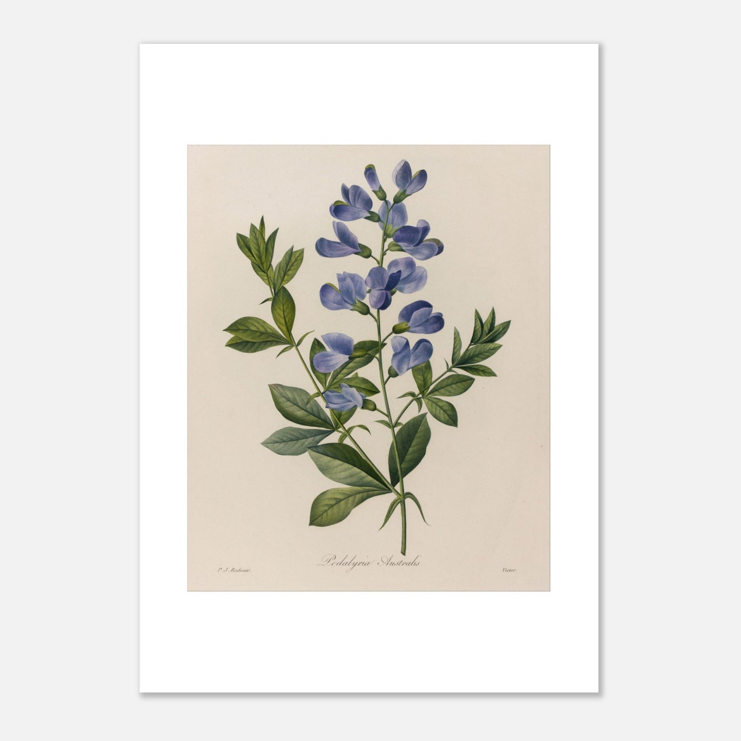 Planche ancienne Podalyria Australis par Pierre-Joseph Redouté (21x29,7 cm (A4)). Planche botanique d'un Podalyria Australis par Pierre-Joseph Redouté, représentant une tige florale avec des fleurs bleues en forme de pois, des feuilles vertes et des vrilles.