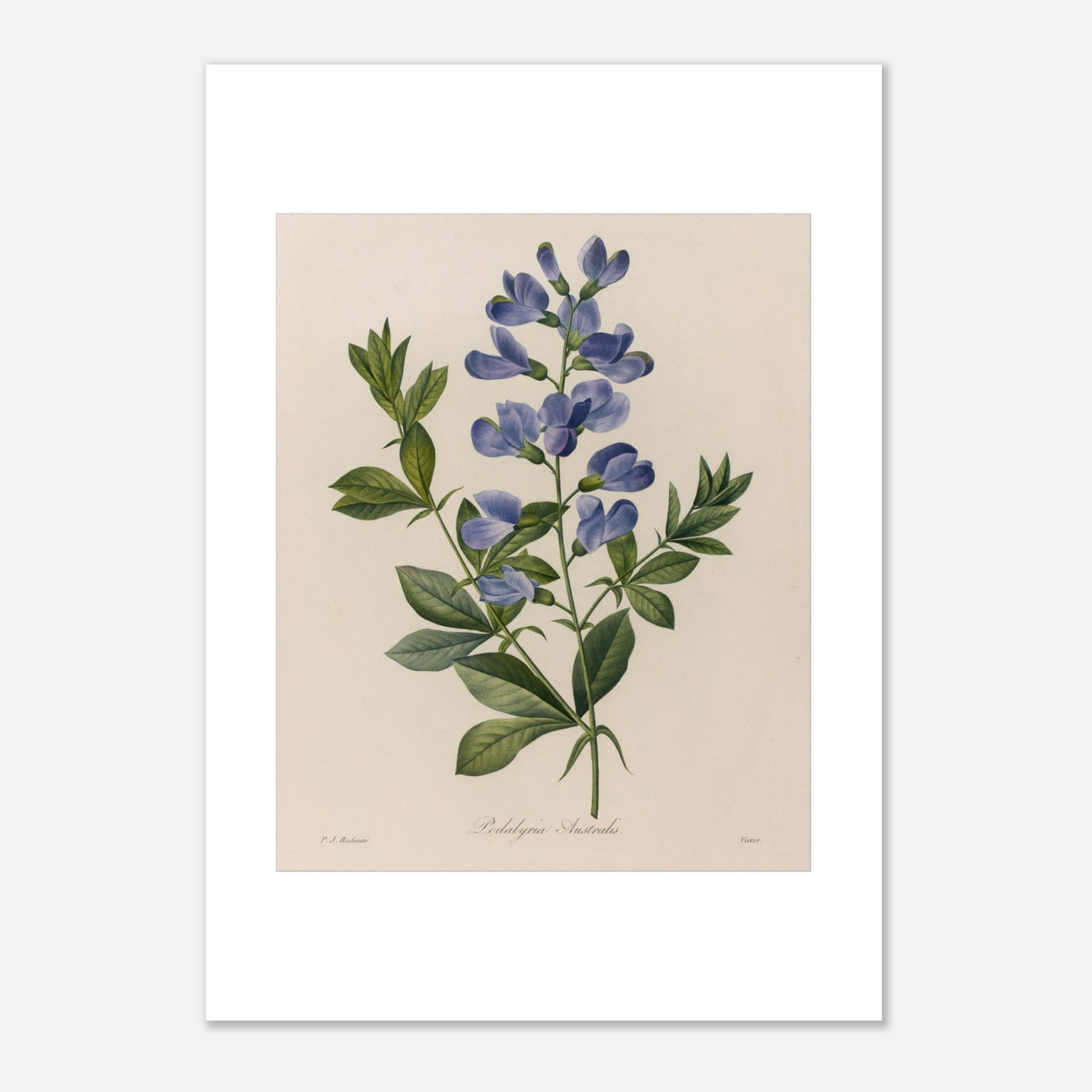 Planche ancienne Podalyria Australis par Pierre-Joseph Redouté (21x29,7 cm (A4)). Planche botanique d'un Podalyria Australis par Pierre-Joseph Redouté, représentant une tige florale avec des fleurs bleues en forme de pois, des feuilles vertes et des vrilles.