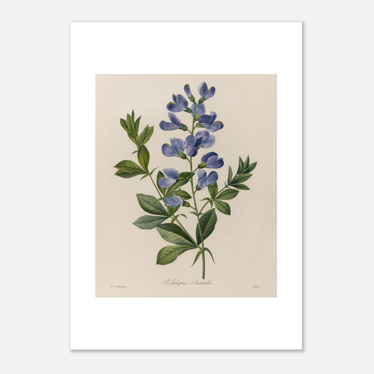 Antique plate Podalyria Australis by Pierre-Joseph Redouté (29,7x42 cm (A3) / 11.7x16.5″). Botanical plate of a Podalyria Australis by Pierre-Joseph Redouté, depicting a flowering stem with blue pea-like flowers, green leaves, and tendrils.