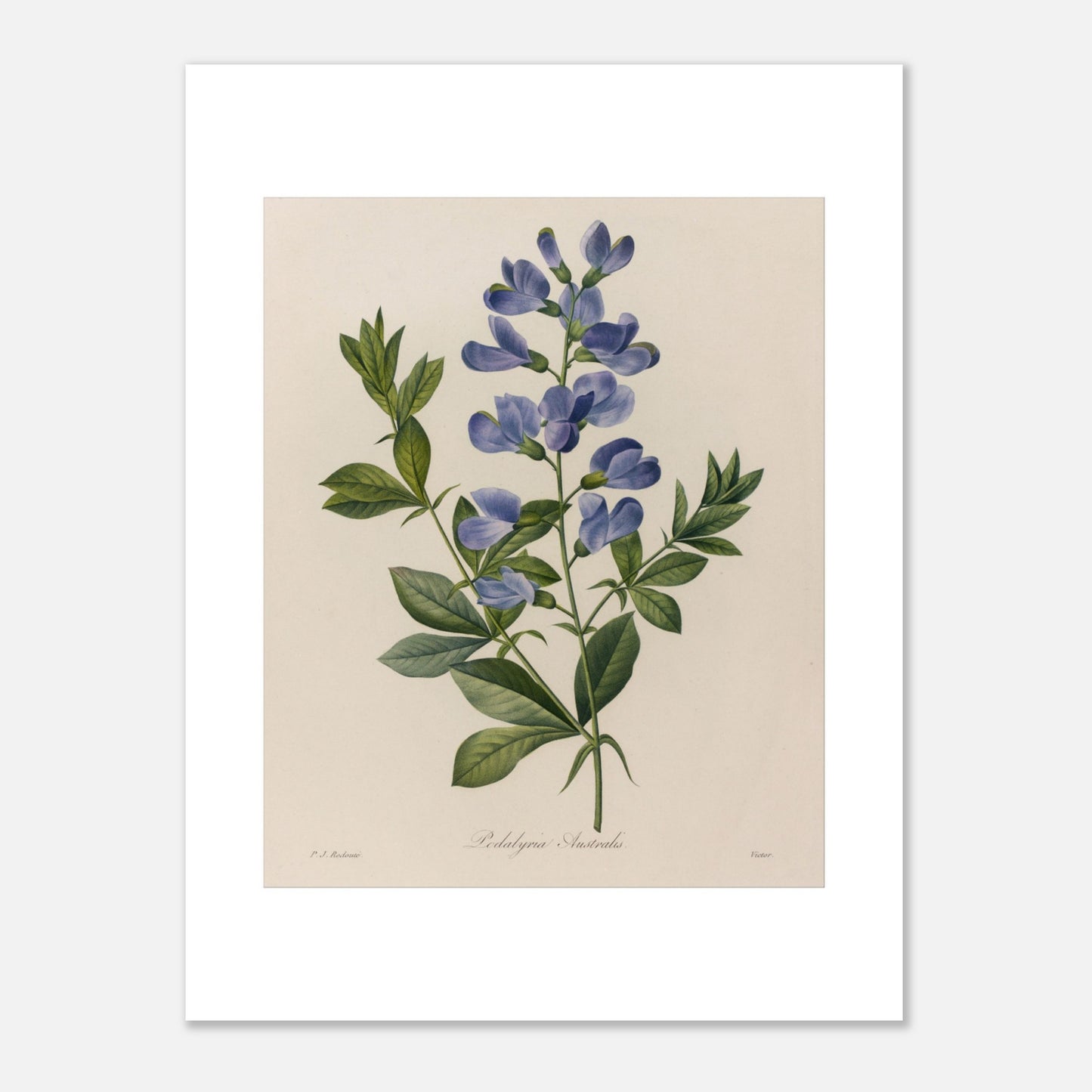 Planche ancienne Podalyria Australis par Pierre-Joseph Redouté (30x40 cm). Planche botanique d'un Podalyria Australis par Pierre-Joseph Redouté, représentant une tige florale avec des fleurs bleues en forme de pois, des feuilles vertes et des vrilles.
