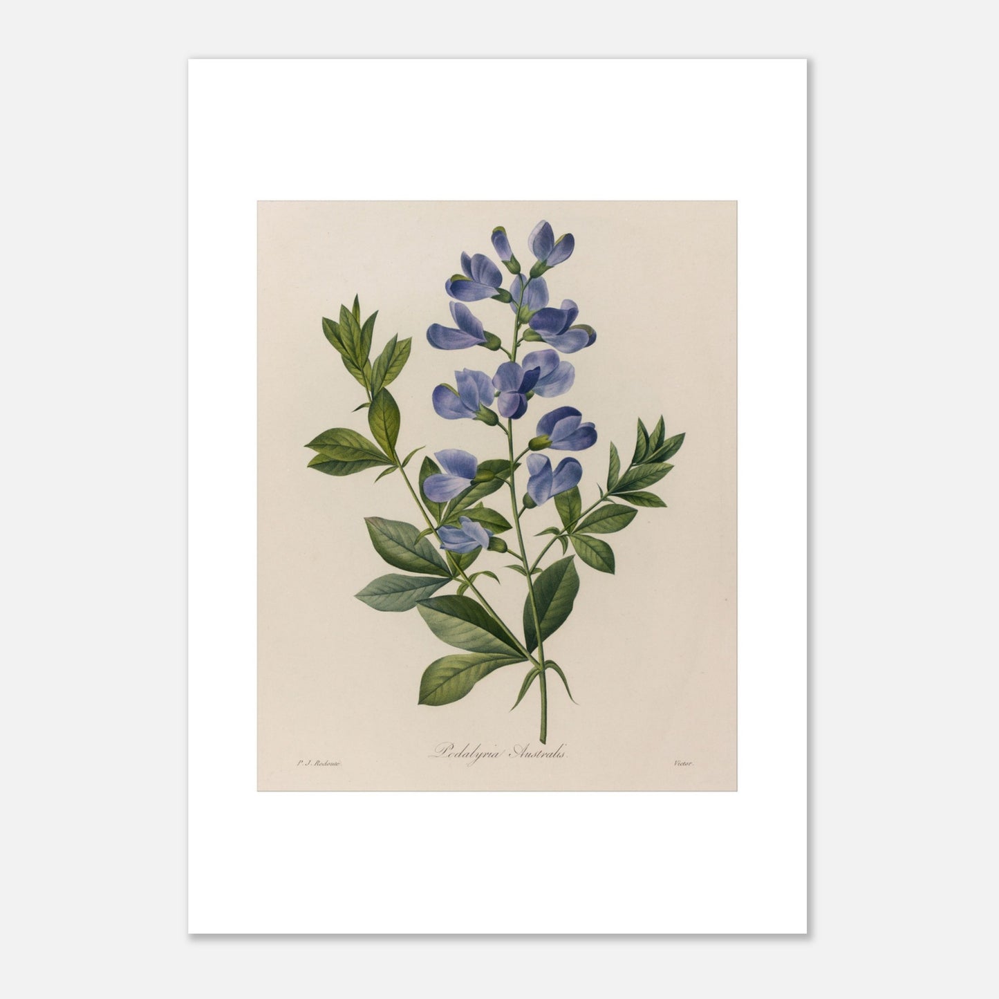 Planche ancienne Podalyria Australis par Pierre-Joseph Redouté (42x59,4 cm (A2)). Planche botanique d'un Podalyria Australis par Pierre-Joseph Redouté, représentant une tige florale avec des fleurs bleues en forme de pois, des feuilles vertes et des vrilles.