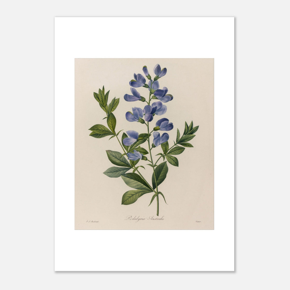 Antique plate Podalyria Australis by Pierre-Joseph Redouté (42x59,4 cm (A2) / 16.5x23.4″). Botanical plate of a Podalyria Australis by Pierre-Joseph Redouté, depicting a flowering stem with blue pea-like flowers, green leaves, and tendrils.