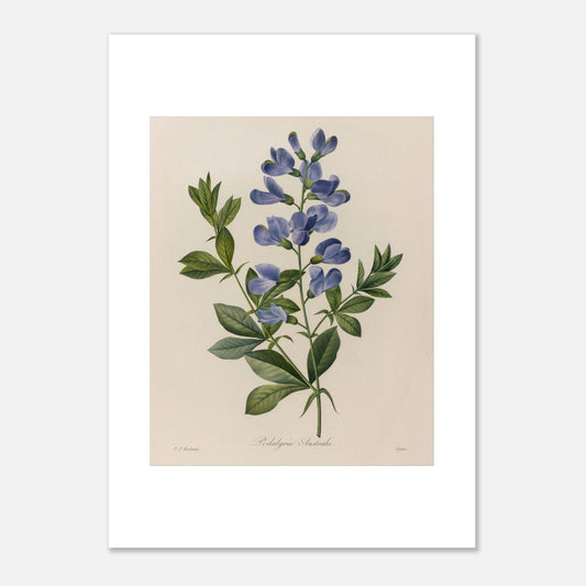 Planche ancienne Podalyria Australis par Pierre-Joseph Redouté (50x70 cm). Planche botanique d'un Podalyria Australis par Pierre-Joseph Redouté, représentant une tige florale avec des fleurs bleues en forme de pois, des feuilles vertes et des vrilles.