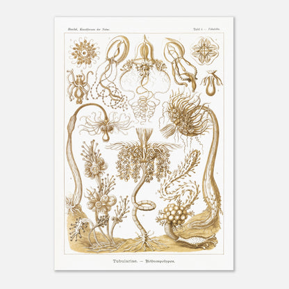 Planche ancienne Polypes tubulaires - Ernst Haeckel (29,7x42 cm (A3)). Reproduction d'art scientifique du XIXe siècle illustrant des Tubulariae (polypes tubulaires), montrant diverses structures coloniales et individuelles avec des tentacules.