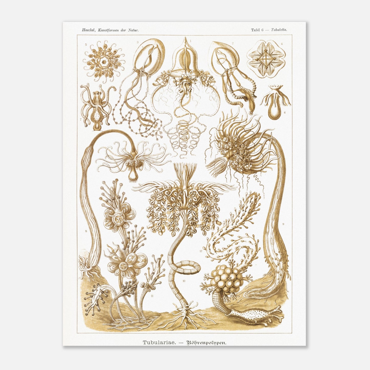 Planche ancienne Polypes tubulaires - Ernst Haeckel (30x40 cm). Reproduction d'art scientifique du XIXe siècle illustrant des Tubulariae (polypes tubulaires), montrant diverses structures coloniales et individuelles avec des tentacules.