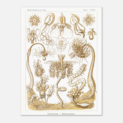 Planche ancienne Polypes tubulaires - Ernst Haeckel (30x40 cm). Reproduction d'art scientifique du XIXe siècle illustrant des Tubulariae (polypes tubulaires), montrant diverses structures coloniales et individuelles avec des tentacules.