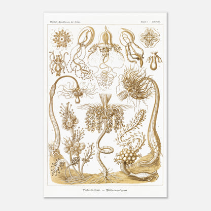 Planche ancienne Polypes tubulaires - Ernst Haeckel (40x60 cm). Reproduction d'art scientifique du XIXe siècle illustrant des Tubulariae (polypes tubulaires), montrant diverses structures coloniales et individuelles avec des tentacules.