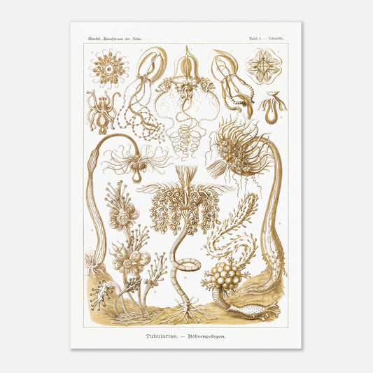 Planche ancienne Polypes tubulaires - Ernst Haeckel (42x59,4 cm (A2)). Reproduction d'art scientifique du XIXe siècle illustrant des Tubulariae (polypes tubulaires), montrant diverses structures coloniales et individuelles avec des tentacules.