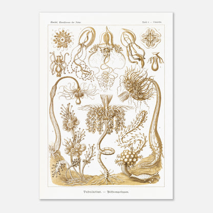 Planche ancienne Polypes tubulaires - Ernst Haeckel (50x70 cm). Reproduction d'art scientifique du XIXe siècle illustrant des Tubulariae (polypes tubulaires), montrant diverses structures coloniales et individuelles avec des tentacules.